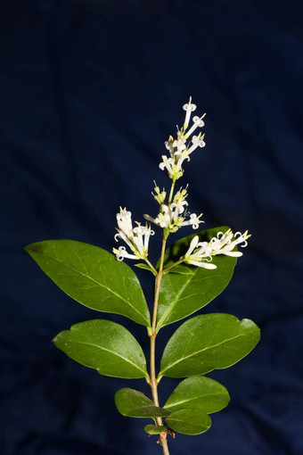 白色花开花关闭植物现代背景ligustrum俗家庭木犀科大大小高质量打印墙海报