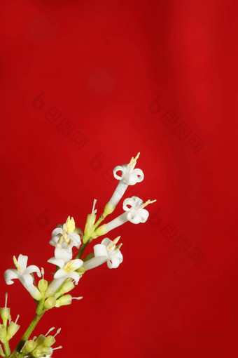 白色花开花关闭植物现代背景ligustrum俗家庭木犀科大大小高质量打印墙海报