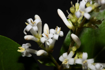 白色花开花关闭植物现代背景ligustrum俗家庭木犀科大<strong>大小</strong>高质量打印墙<strong>海报</strong>