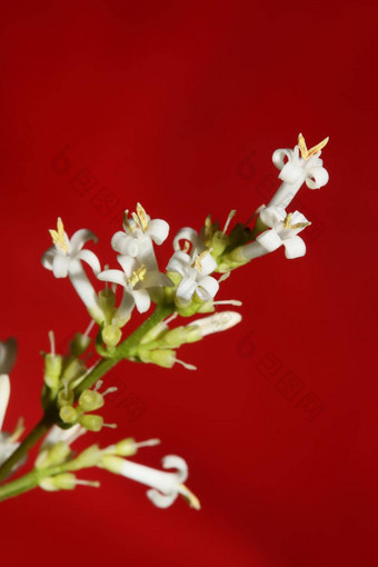白色花开花关闭植物现代背景ligustrum俗家庭木犀科大大小高质量打印墙海报
