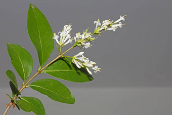 白色花开花关闭植物现代背景ligustrum俗家庭木犀科<strong>大大</strong>小高质量打印墙<strong>海报</strong>