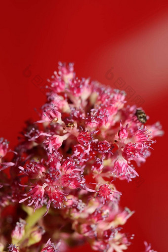 紫色的花开花关闭植物背景高质量大大小打印astilbe粳稻家庭虎耳草科墙海报