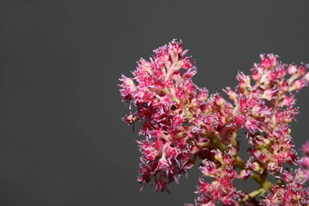 紫色的花开花关闭植物背景高质量<strong>大大</strong>小打印astilbe粳稻家庭虎耳草科墙<strong>海报</strong>