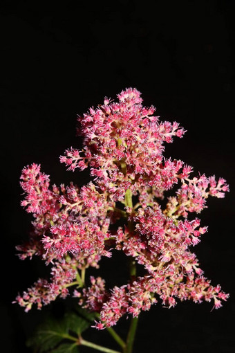 紫色的花开花关闭植物背景高质量<strong>大大</strong>小打印astilbe粳稻家庭虎耳草科墙<strong>海报</strong>