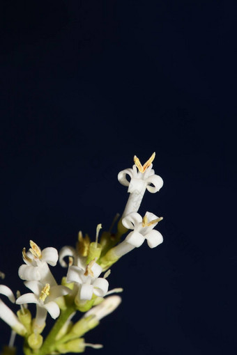 白色花开花关闭植物现代背景ligustrum俗家庭木犀科大<strong>大小</strong>高质量打印墙<strong>海报</strong>