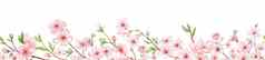 分支樱桃开花水彩无缝的边境白色背胶日本花框架花粉红色的背景