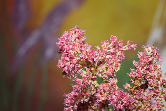 紫色的花开花关闭植物背景高<strong>质量</strong>大大小打印astilbe粳稻家庭虎耳草科墙<strong>海报</strong>