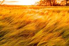摘要散焦绿色小麦场农村场小麦吹风日落年轻的绿色小穗耳朵大麦作物自然农学食物生产