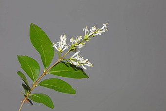 白色花开花关闭植物现代背景ligustrum俗家庭木犀科<strong>大大</strong>小高质量打印墙<strong>海报</strong>