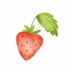 水彩可爱的草莓绿色叶程式化的画插图夏天浆果孤立的白色背景
