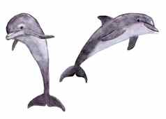 水彩插图海海洋海豚海洋水生水下哺乳动物动物生态环境野生动物野生自然濒临灭绝的物种