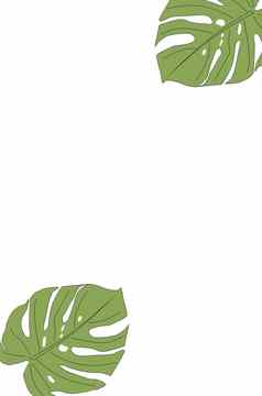 monstera美味的叶纹理大常绿热带丛林棕榈叶洞模式白色背景