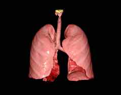 效果图人类肺显示呼吸系统