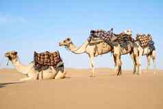他们沙漠拍摄商队骆驼沙漠