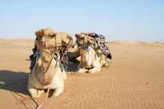完美的沙漠运输拍摄商队骆驼沙漠