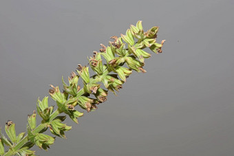 芳香花开花关闭植物背景高<strong>质量</strong>大大小打印鼠尾草普拉滕西斯家庭唇形科墙<strong>海报</strong>