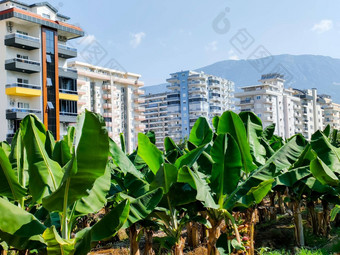 高现代房子背景香蕉手掌概念和谐融合城市自然
