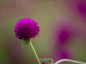 古董背景花自然美丽的<strong>爽肤水</strong>设计春天自然太阳植物紫色的花