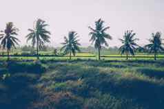 椰子棕榈树大树日益增长的夏天热带棕榈叶子花模式背景真正的照片