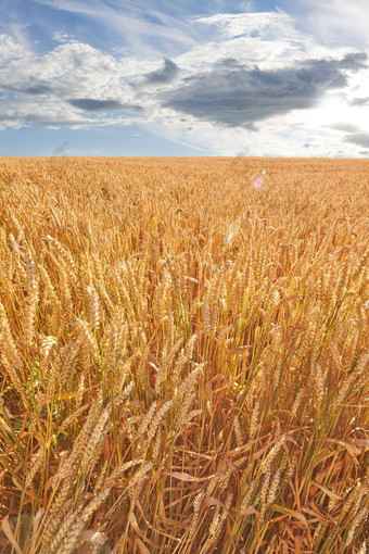 特写镜头耳朵小麦日益增长的<strong>农村</strong>农场收获一天风景优美的景观充满活力的金茎成熟的粮食培养可持续<strong>发展</strong>的场农业土地生产
