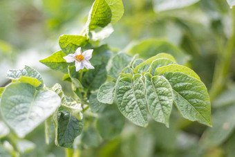 土豆豆芽农场床上开花成熟土豆土豆种植园成长场农业农业土豆盛开的土豆场花绿色场土豆