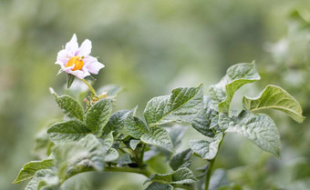 <strong>土豆</strong>豆芽农场床上开花成熟<strong>土豆土豆</strong>种植园成长场农业农业<strong>土豆</strong>盛开<strong>的土豆</strong>场花绿色场<strong>土豆</strong>