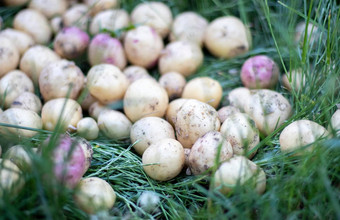 很多新鲜的有机土豆草夏天一天堆成熟的年轻的土豆场低角新鲜挖收获土豆丰富的棕色（的）地面概念日益增长的食物