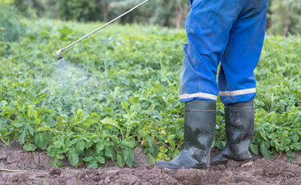 农民应用杀虫剂土豆作物化学物质农业战斗真