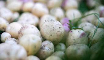很多新鲜的有机土豆草夏天一天堆成熟的年轻的土豆场低角新鲜挖收获土豆丰富的棕色（的）地面概念日益增长的食物