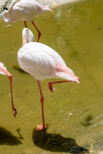 粉红色的更大的火烈鸟红色的phoenicopterus水camargue法国下降火烈鸟清洁野生动物场景自然