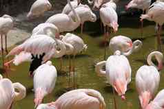 火烈鸟池塘动物园泰国目的人访问获得知识外国动物