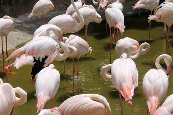 <strong>火烈鸟</strong>池塘动物园泰国目的人访问获得知识外国动物