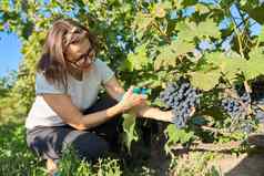 收获蓝色的葡萄葡萄园女农民挑选群葡萄