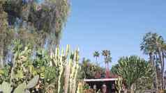墨西哥农村花园多汁的植物乡村牧场加州高仙人掌
