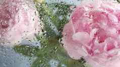 水雨滴湿窗口玻璃牡丹花布鲁姆植物花开花