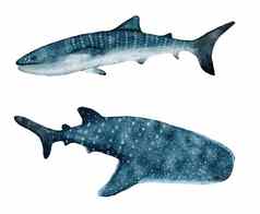 水彩手黎明鲸鱼鲨鱼热带危险的发现了鱼海海洋水下野生动物自然一天物种航海打印海报