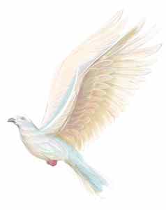 白色鸽子飞行美丽的风景如画的翼