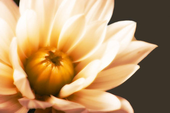 特写镜头off-whiteyellow花盛开的向日葵背景有创意的视图开花花温暖的效果棕色（的）孤立的背景宏摄影花