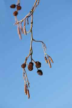 特写镜头集团松果挂分支松树孤立的蓝色的天空背景冬天一天细节集群植物增长远程区域后院