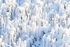 冰冷的地面覆盖白色雪冬天早....冻树枝叶子霜冷淡的草日益增长的冷天气公园森林降雪森林冻早期早....自然