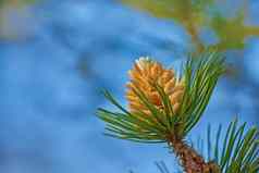 特写镜头黄色的松果体马索尼亚纳植物日益增长的冷杉雪松树孤立的蓝色的天空背景散景复制空间绿色松针远程树脂松柏科的森林自然