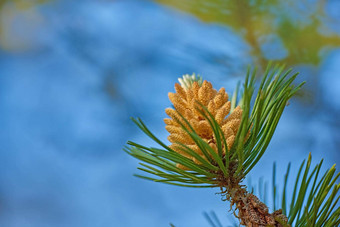 特写镜头黄色的松果体马索尼亚纳植物日益增长的冷杉雪<strong>松树</strong>孤立的蓝色的天空背景散景复制空间绿色<strong>松针</strong>远程树脂松柏科的森林自然