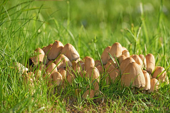 丛野生蘑菇日益增长的草场群年轻的常见的inkcaps发芽森林春天生可食用的真菌传播夏天森林丰富的真菌新鲜的觅食