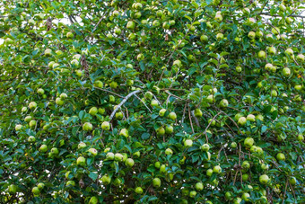 自然美味的绿色苹果收获苹果树花园绿色斯台普斯过程成熟分支机构绿色叶子树苹果果园阳光明媚的一天