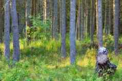 景观松树树干森林郁郁葱葱的杂草丛生的草直薄树树桩远程生态森林荒野浓密的植物蕨类植物夏天树叶瑞典