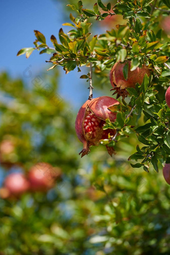 特写镜头成熟的石榴树分支花园红色的成熟的水果挂树分支健康的绿色叶子模糊天空Copyspace背景完美的甜蜜的零食日益增长的<strong>免费</strong>的