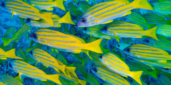 蓝条纹鲷鱼北阿里环礁马尔代夫