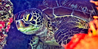 绿色海乌龟布纳肯国家<strong>海洋公园</strong>印尼
