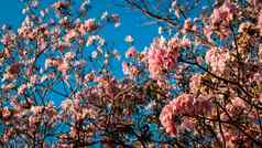 关闭美丽的景观春天粉红色的花盛开的树树枝粉红色的花盛开的树春天美丽的樱桃开花樱花春天时间蓝色的天空