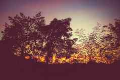 轮廓树美丽的日落日落天空森林轮廓黄昏完美的日落森林太阳日落日出《暮光之城》晚上天空黎明黄昏森林轮廓